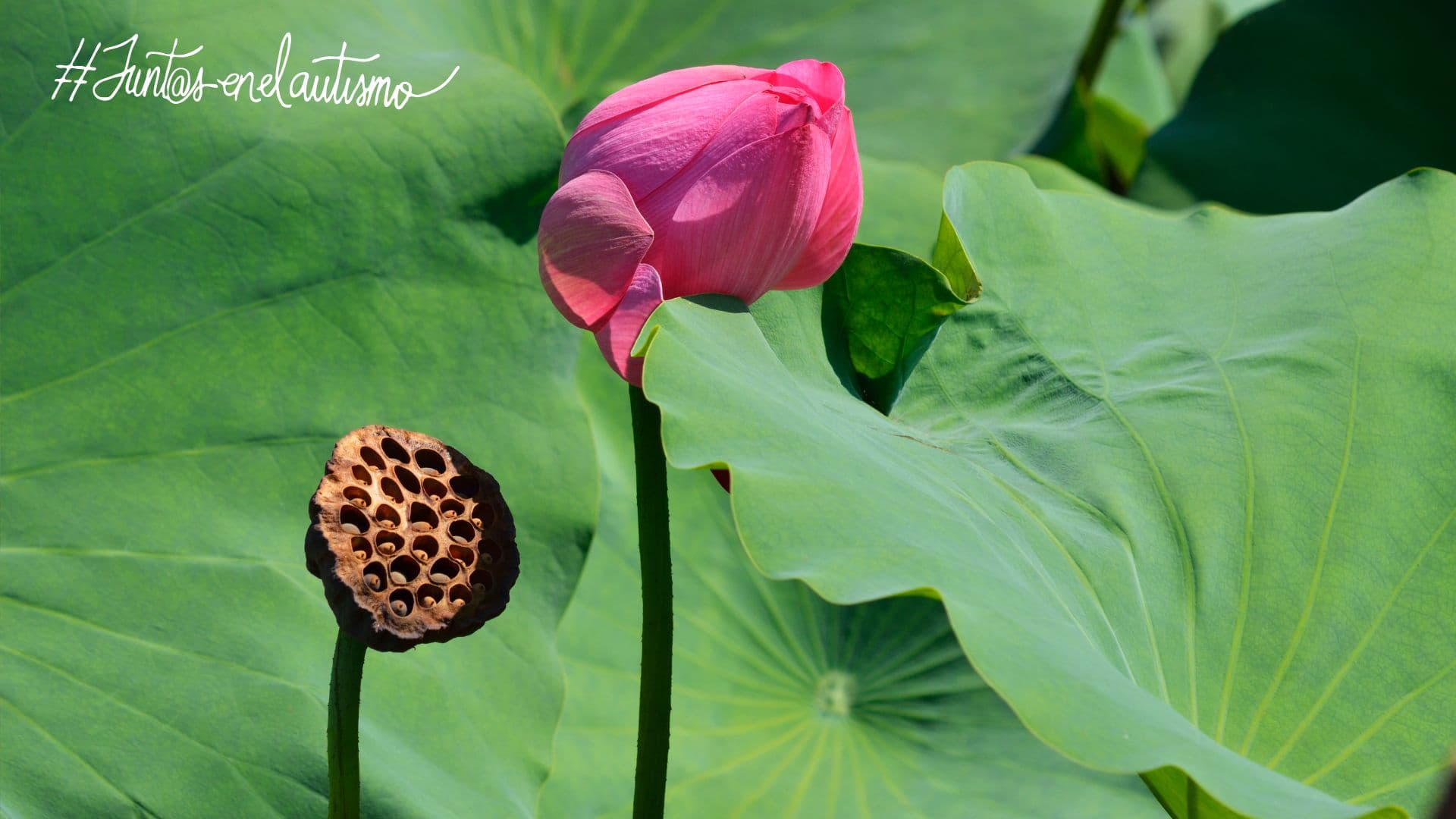 La muerte y su duelo en el autismo - Hero Image